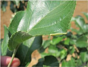 梨食芽蛾 梨食芽蛾