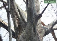 南夢溪 榔榆 千年 古樹