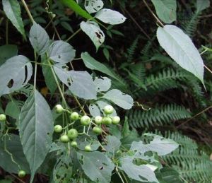 毛狹葉崖爬藤 毛狹葉崖爬藤