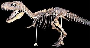 巴氏霸王龍 巴氏霸王龍