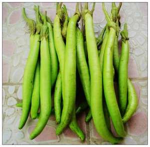 鹽步秋茄 鹽步秋茄