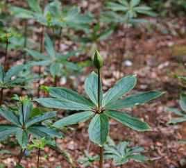 魔尊重樓[中藥]