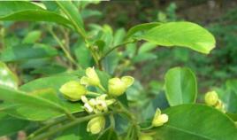 女兒香[國家二級保護野生植物沉香]