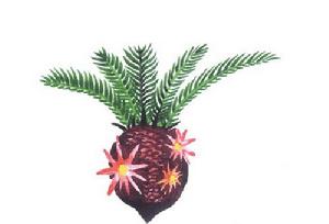 圓莖本內蘇鐵 圓莖本內蘇鐵