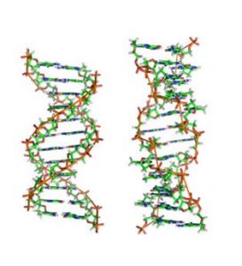 基因內校正 基因內校正