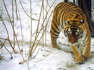 新疆虎