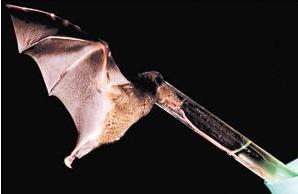 花蜜長舌蝠