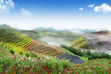 花海梯田