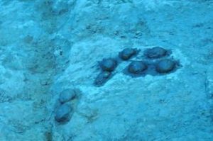 鄖縣恐龍蛋化石群遺蹟 鄖縣恐龍蛋化石群遺蹟