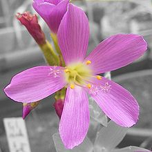Drosera regia的花