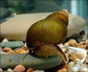 方形環棱螺 方形環棱螺