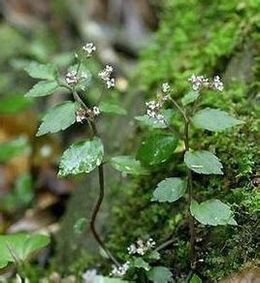 長莖赤車 長莖赤車