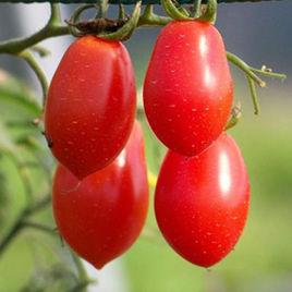 聖女番茄 聖女番茄