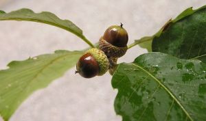 高殼槲櫟 高殼槲櫟