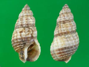 襤褸織紋螺 襤褸織紋螺