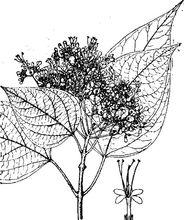 海通[馬鞭草科植物]