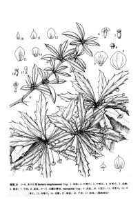 東川小檗 東川小檗