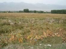 準噶爾橐吾 準噶爾橐吾