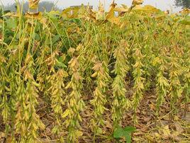 周豆17號 周豆17號