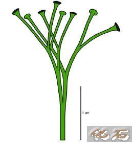 庫克遜蕨 庫克遜蕨