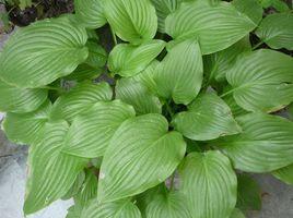 巨無霸玉簪 巨無霸玉簪