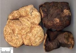 泰山何首烏 泰山何首烏