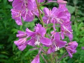 長距舌喙蘭 長距舌喙蘭