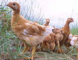 鹽池灘雞 鹽池灘雞