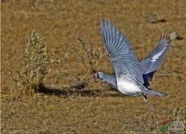 垂直遷移 垂直遷移
