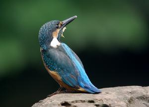 （圖）普通翠鳥