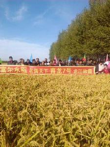 育龍7號 育龍7號