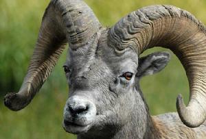落基山大角羊 落基山大角羊