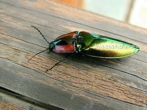 大長身叩頭蟲 大長身叩頭蟲