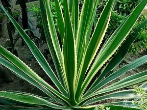 金邊龍蛇蘭 金邊龍蛇蘭