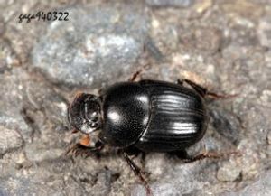 粗角糞金龜 粗角糞金龜