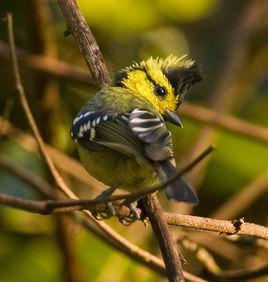 黃頰山雀 黃頰山雀