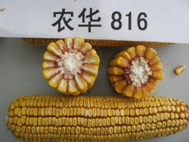 農華816 農華816