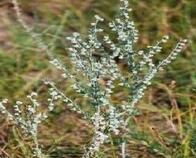 直莖蒿（原變種）