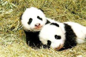 陝西龍鳳胎熊貓