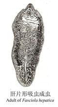 肝片形吸蟲