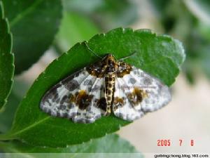 大葉黃楊尺蠖 大葉黃楊尺蠖