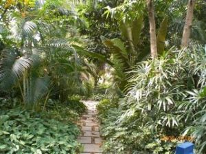 哈青楊（原變種）