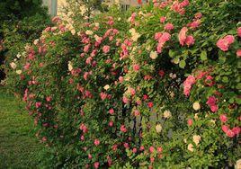 琉璃花牆 琉璃花牆