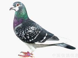 列日鴿 列日鴿