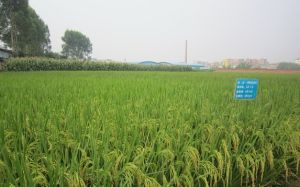 兩系法雜交水稻 兩系法雜交水稻