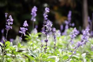 木莖香草 木莖香草