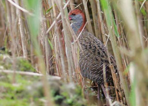藍胸秧雞台灣亞種 藍胸秧雞台灣亞種