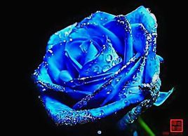 藍色妖姬 藍色妖姬