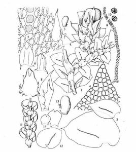 短萼耳葉苔 短萼耳葉苔