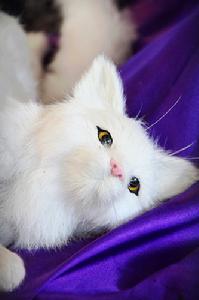 貓博物館——貓